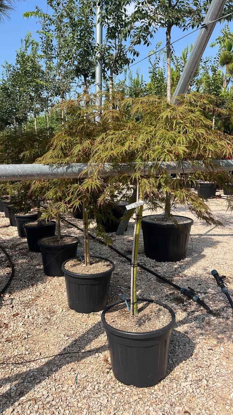 Acer Dissectum Inaba Shidare — 1/2 fusto, circonferenza 8/10 cm, vaso 35 litri