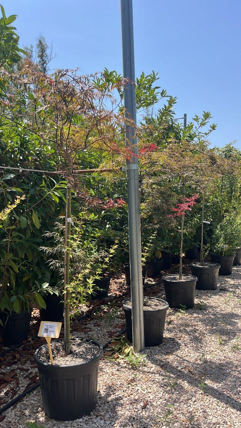 Acer Dissectum Red Tower (Acero giapponese) — 1/2 fusto, circonferenza 6/8 cm, vaso 55 litri
