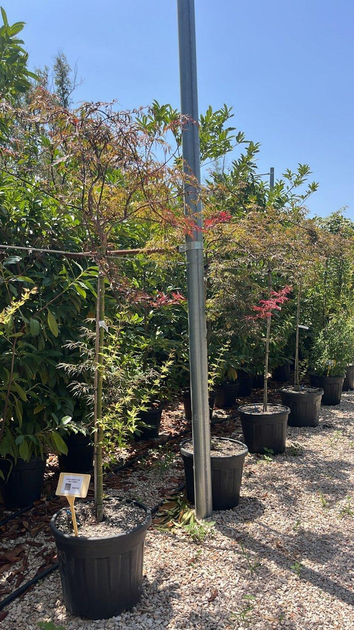 Acer Dissectum Red Tower (Acero giapponese) — 1/2 fusto, circonferenza 6/8 cm, vaso 55 litri