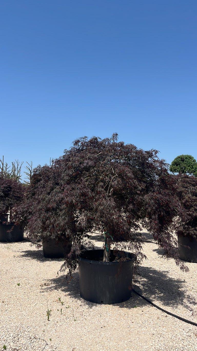 Acer Dissectum Stella Rossa — Esemplare, circonferenza 25/30 cm, vaso 500 litri