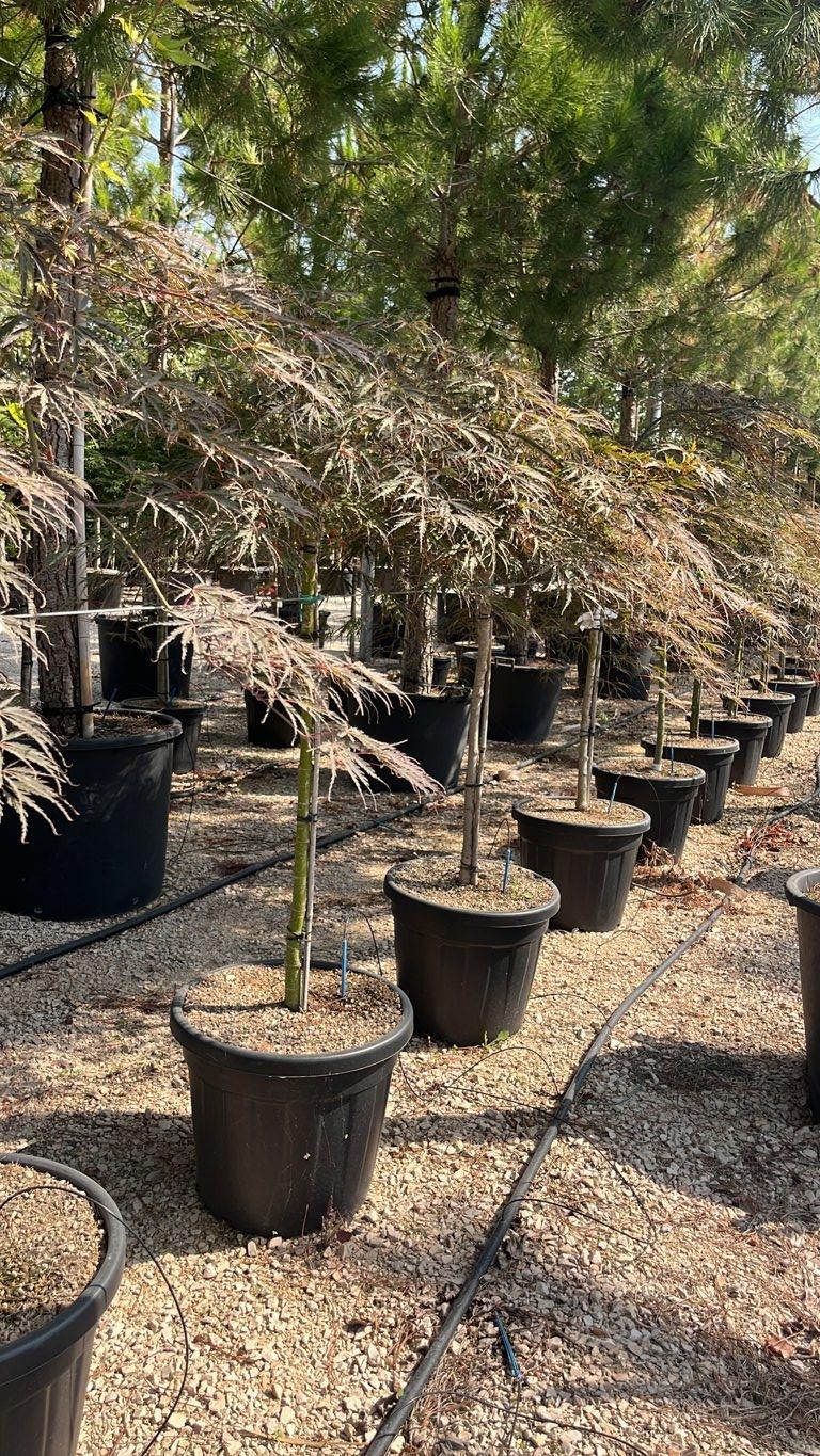 Acer Dissectum Tamukeyama — 1/2 fusto, circonferenza 6/8 cm, vaso 35 litri