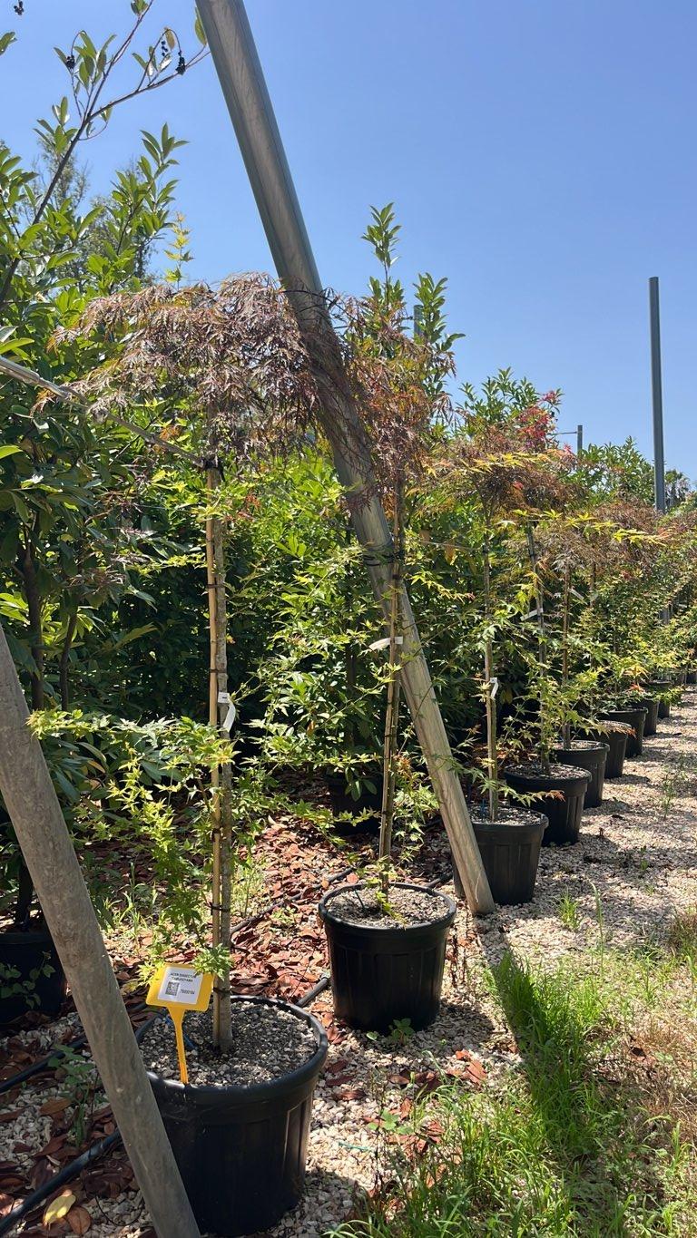 Acer Dissectum Tamukeyama (Acero giapponese) — 1/2 fusto, circonferenza 6/8 cm, vaso 55 litri