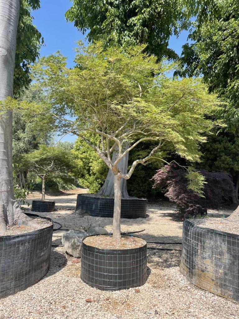 Acer Dissectum Viridis — 1/2 fusto, circonferenza 30/35 cm, in rete