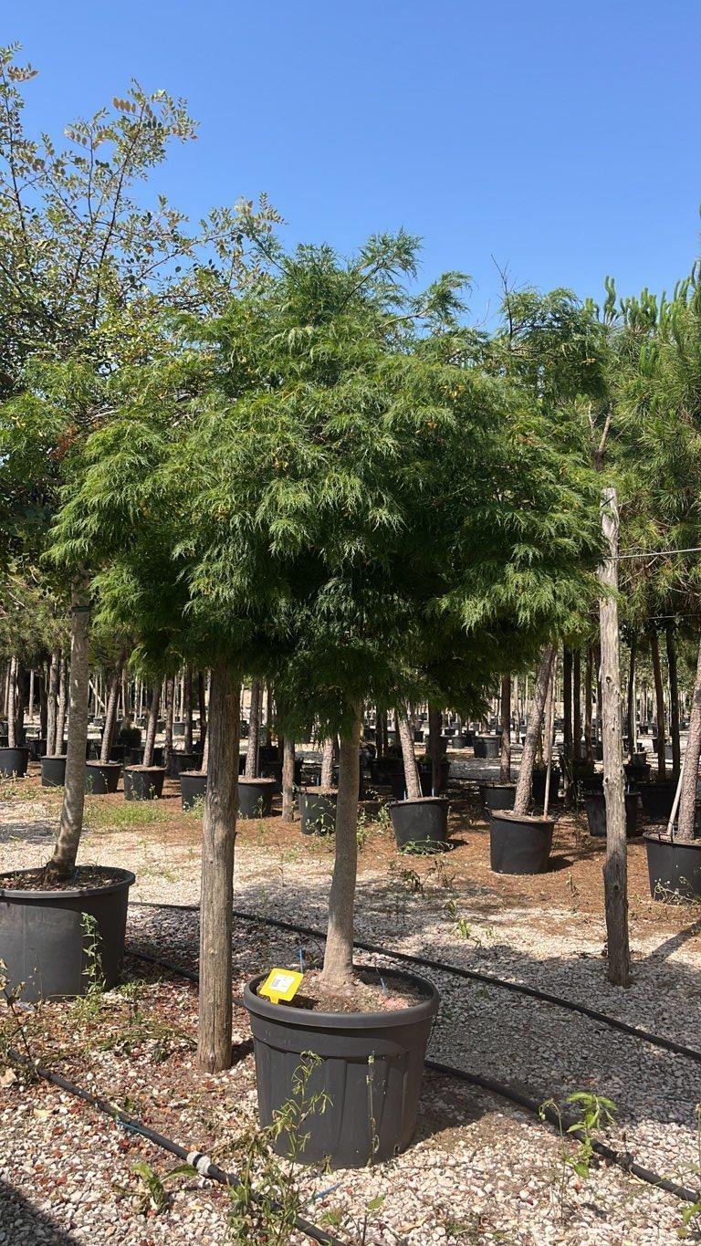 Acer Dissectum Viridis — Albero, circonferenza 25/30 cm, vaso 180 litri
