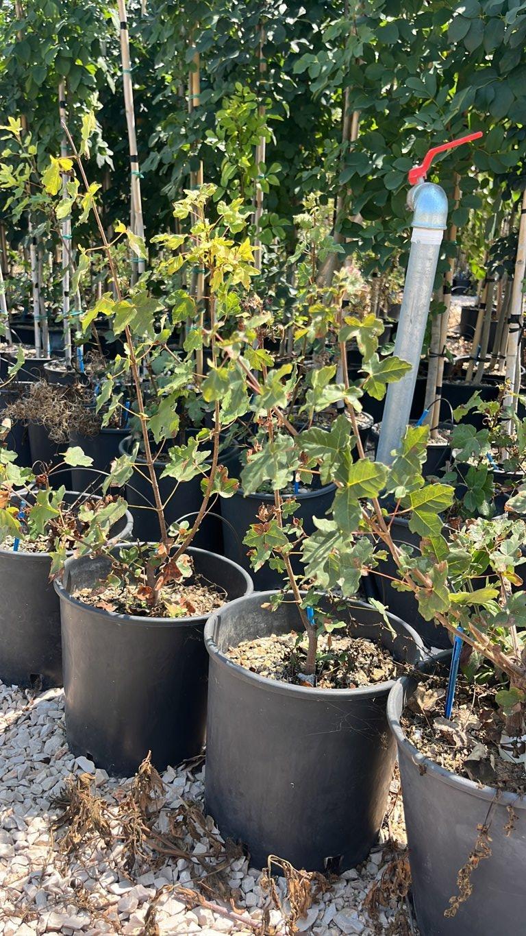 Acer Monspessulanum (Acero minore) — Cespuglio, vaso 9 litri