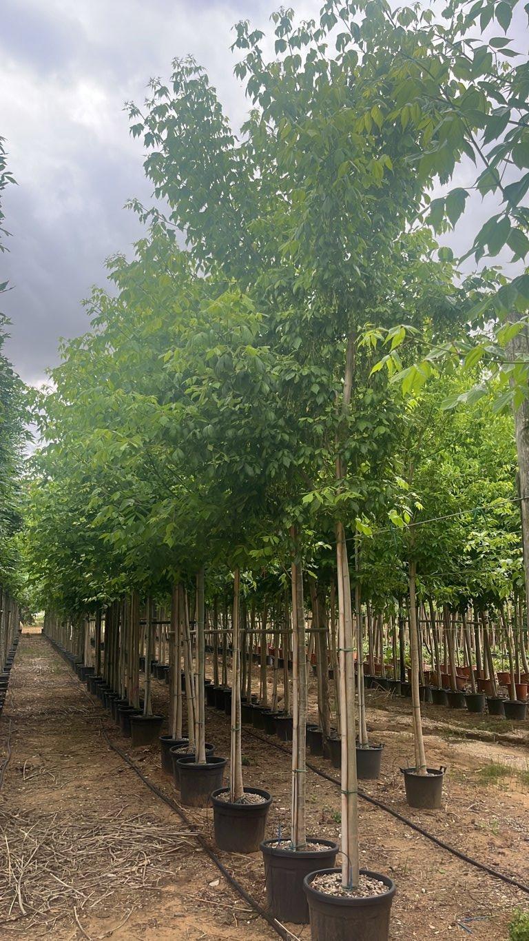Acer Negundo (Acero americano) — circonferenza 16/18 cm, vaso 55 litri