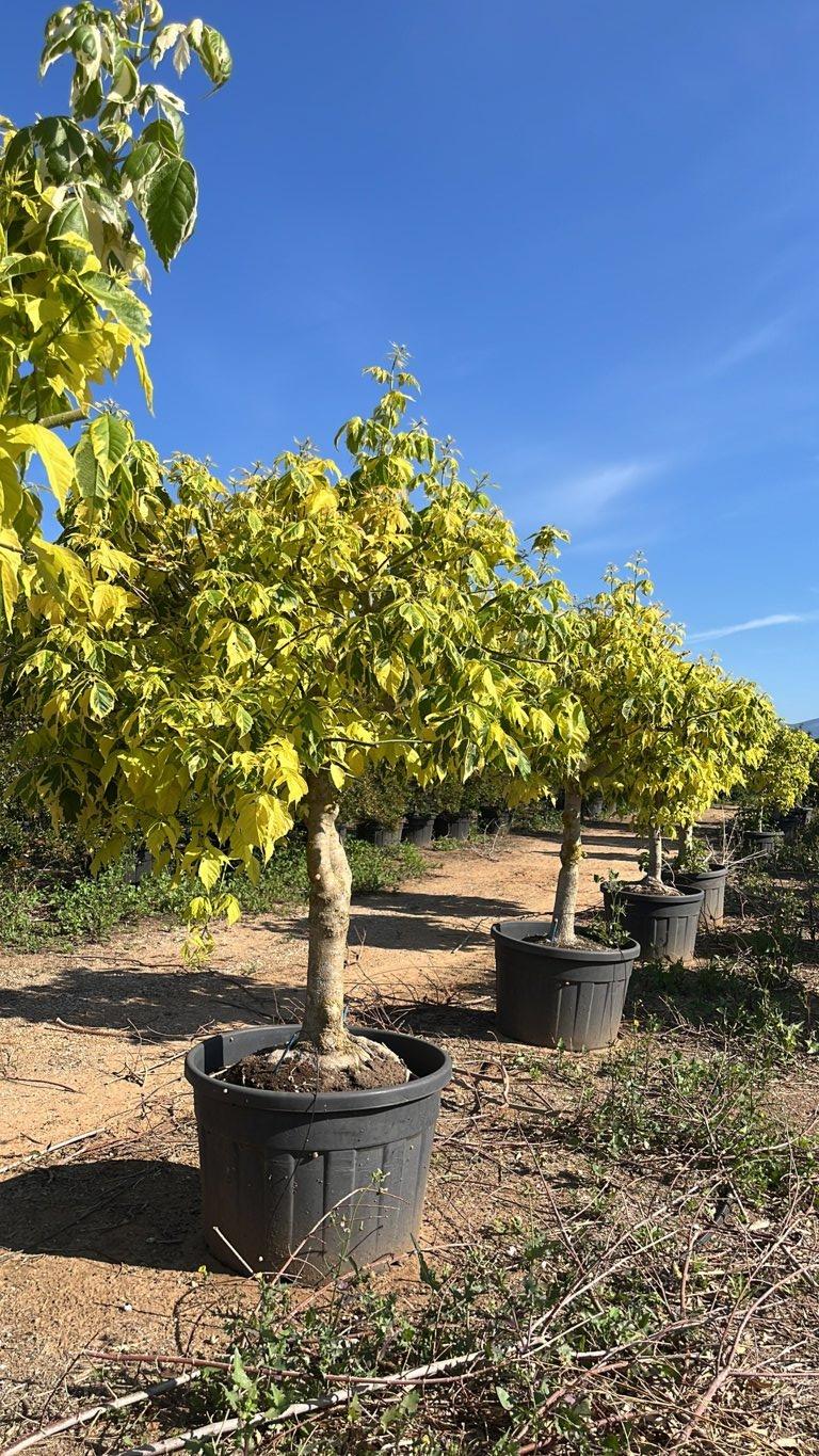 Acer Negundo Aureovariegatum — Mini fusto, circonferenza 25/30 cm, vaso 180 litri