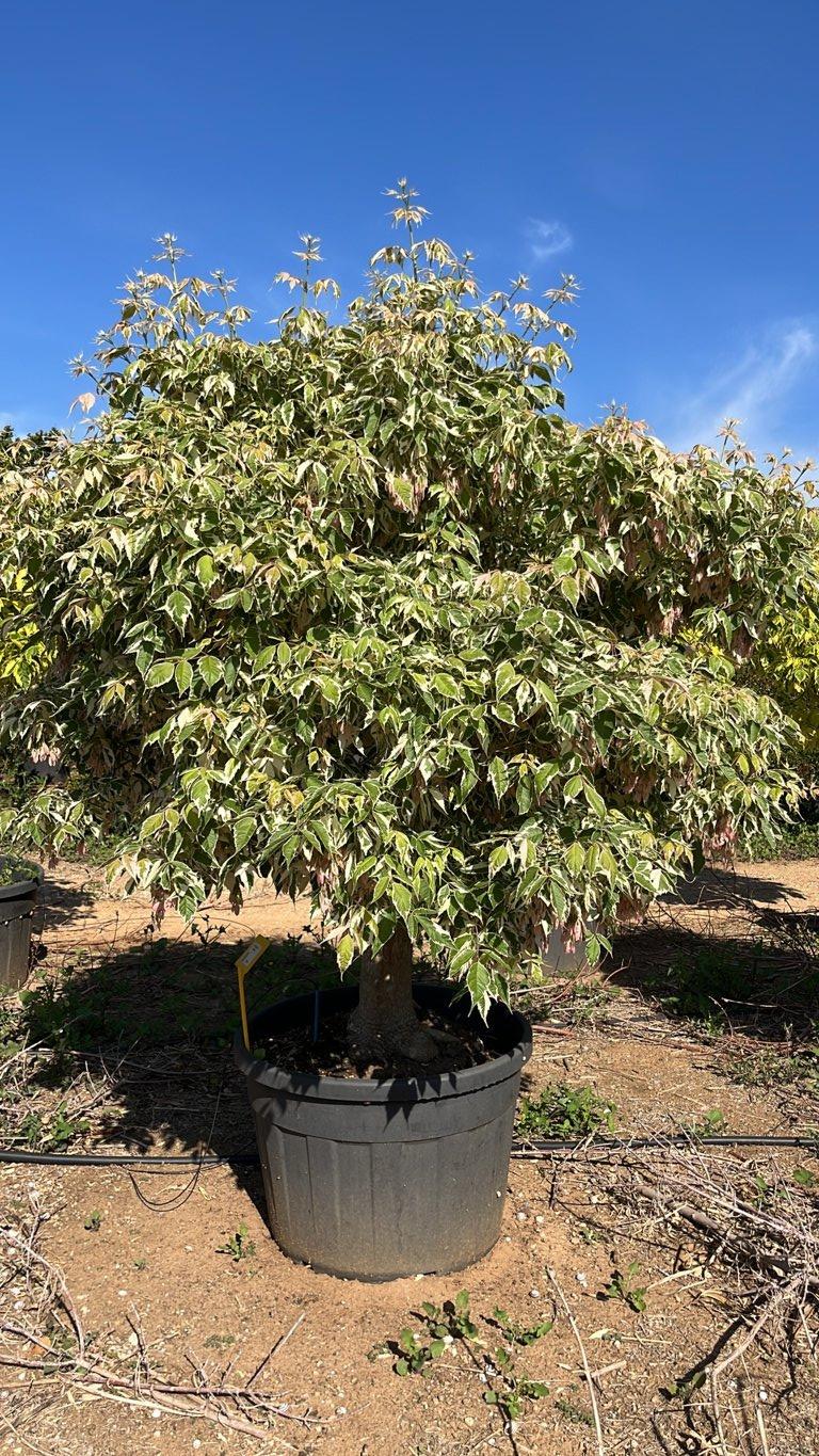 Acer Negundo Flamingo — Mini fusto, circonferenza 25/30 cm, vaso 180 litri