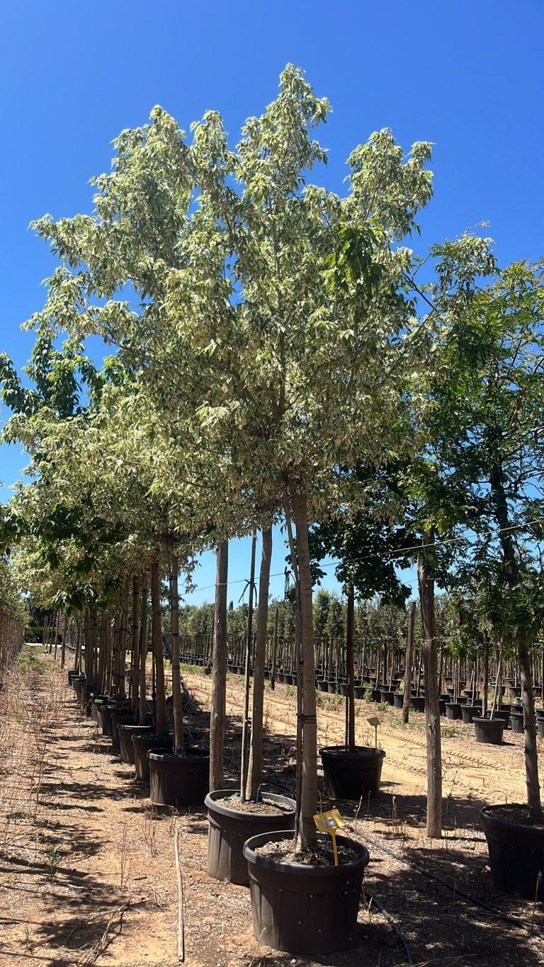 Acer Negundo Flamingo — Albero, circonferenza 20/25 cm, vaso 180 litri