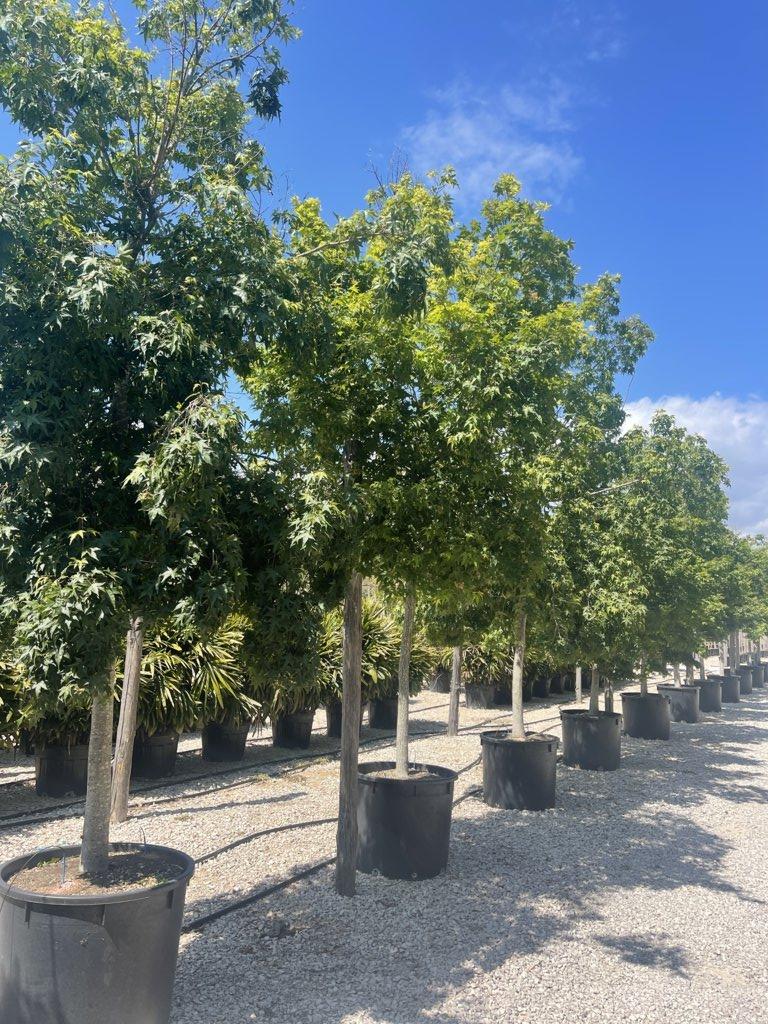 Acer Palmatum (Acero giapponese) — Albero, circonferenza 25/30 cm, vaso 240 litri