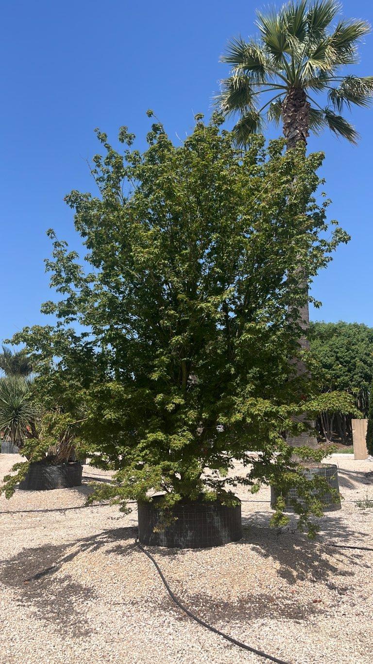 Acer Palmatum (Acero giapponese) — Cespuglio, altezza 400/500 cm, in rete