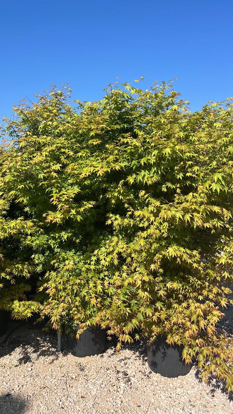 Acer Palmatum (Acero giapponese) — Cespuglio, altezza 150/200 cm, vaso 45 litri