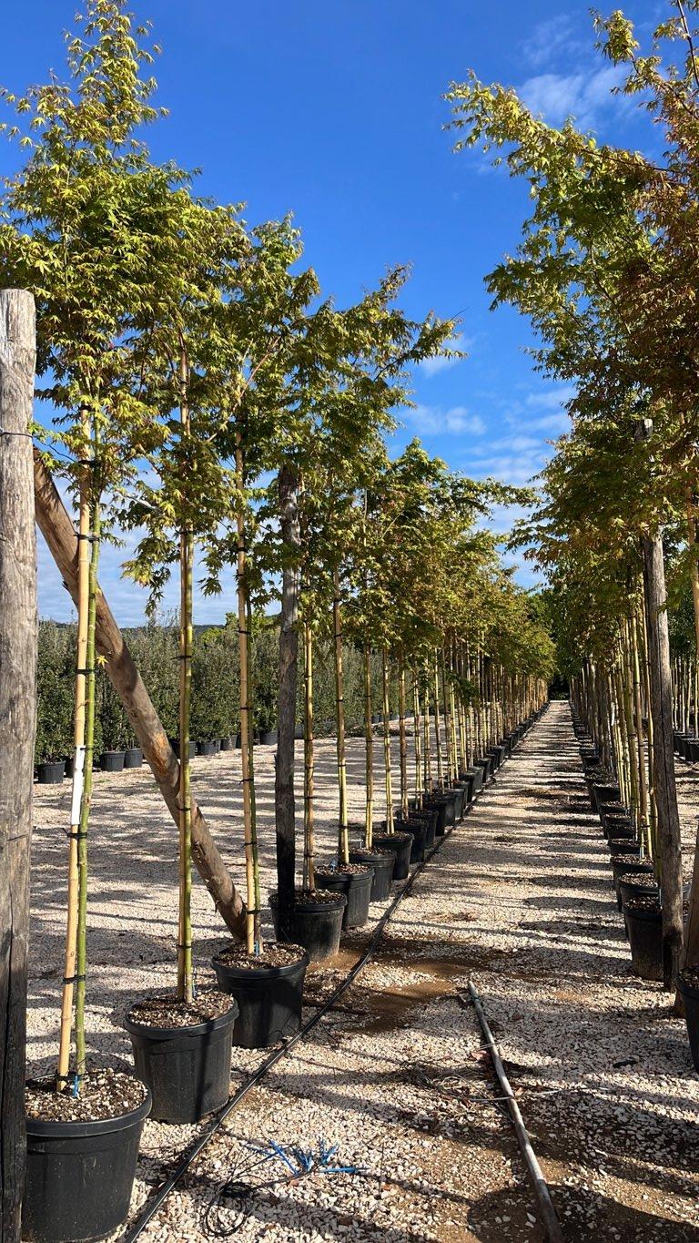 Acer Palmatum (Acero giapponese) — Albero, circonferenza 10/12 cm, vaso 45 litri