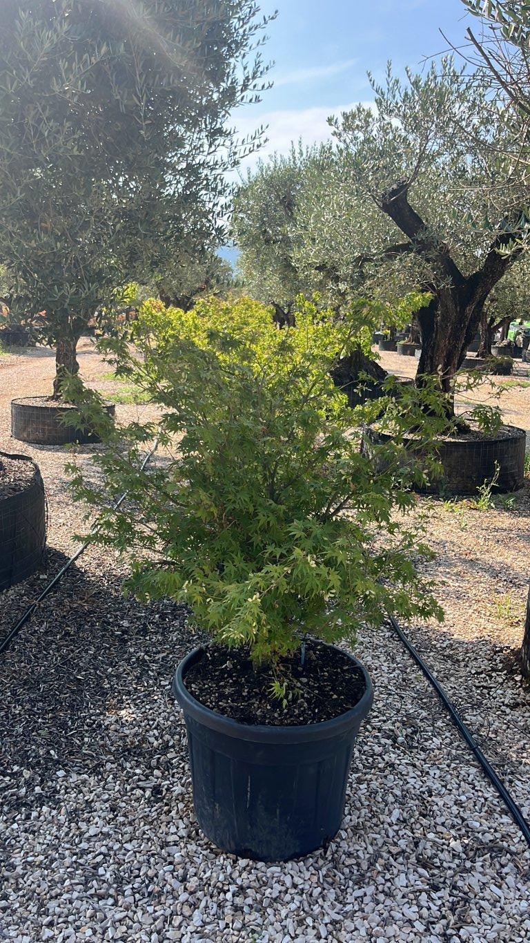 Acer Palmatum Ariadne — Cespuglio, altezza 100/150 cm, vaso 90 litri