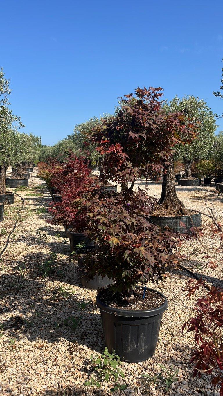 Acer Palmatum Atropurpureum — Cespuglio, vaso 70 litri