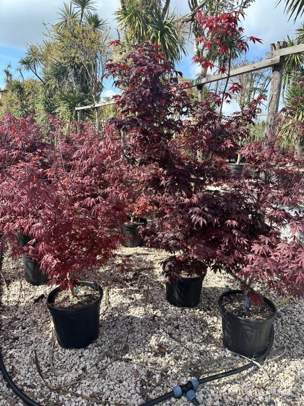 Acer Palmatum Atropurpureum — Cespuglio, vaso 70 litri