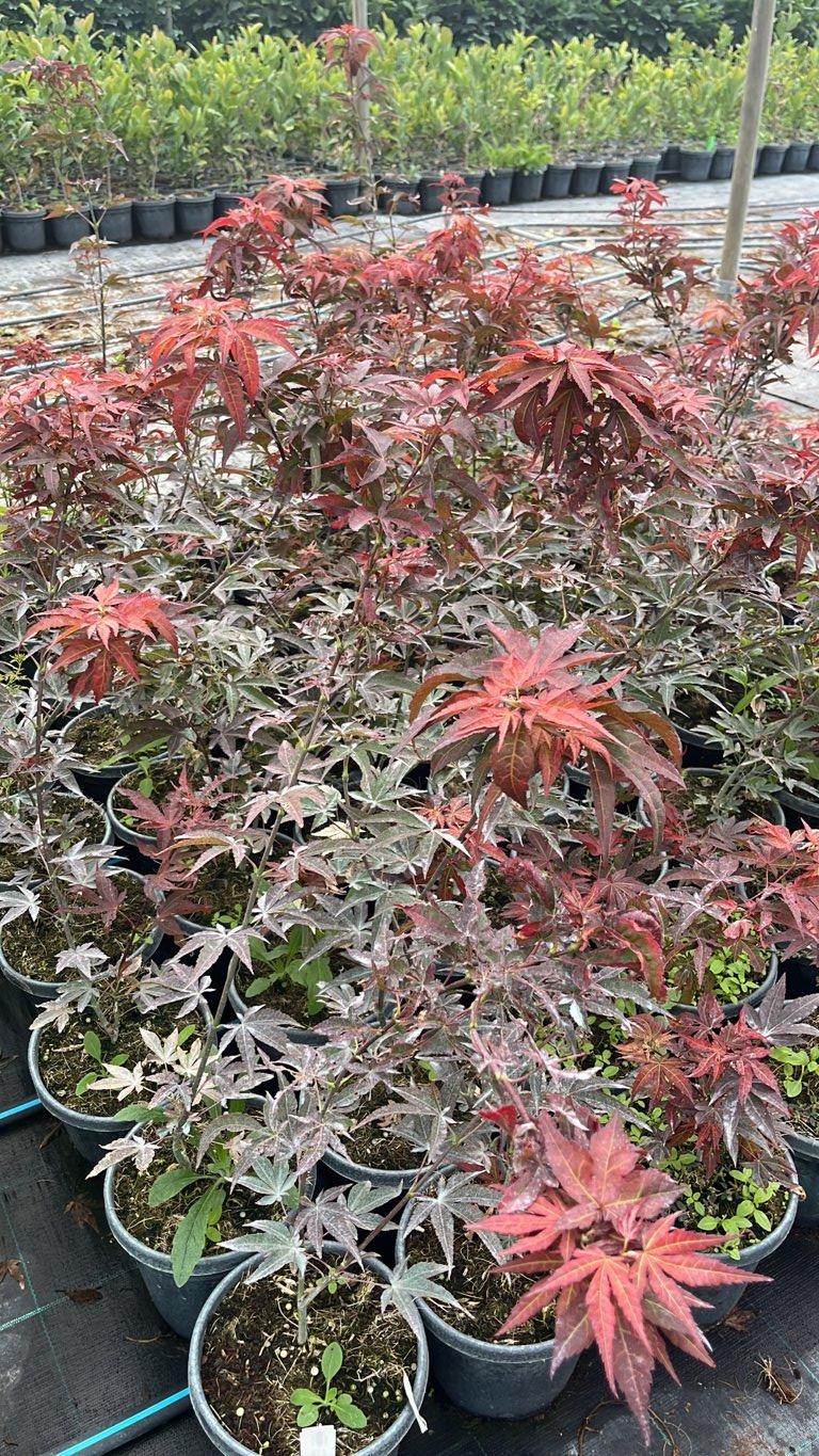 Acer Palmatum Atropurpureum — Cespuglio, vaso 3 litri