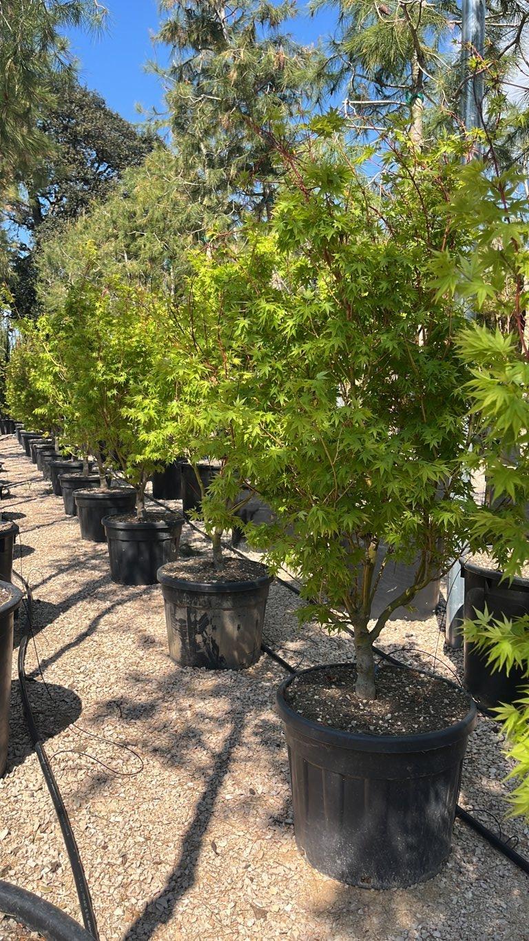 Acer Palmatum Bi-Hoo — Cespuglio, altezza 150/200 cm, vaso 70 litri