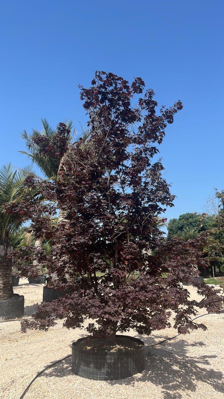 Acer Palmatum Bloodgood — Cespuglio, altezza 400/500 cm, in rete
