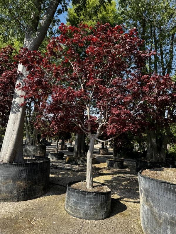 Acer Palmatum Bloodgood — Esemplare, circonferenza 30/40 cm, in rete