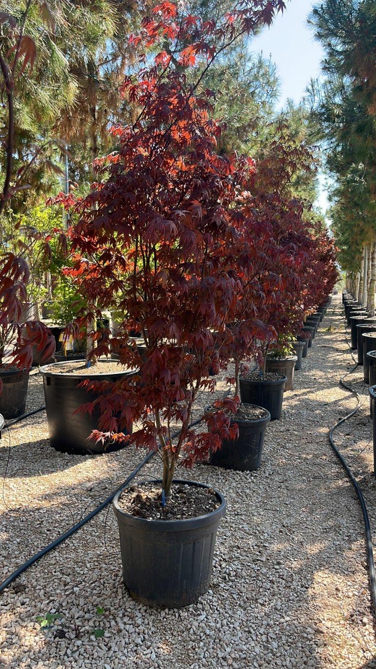 Acer Palmatum Bloodgood — Cespuglio, altezza 150/175 cm, vaso 55 litri