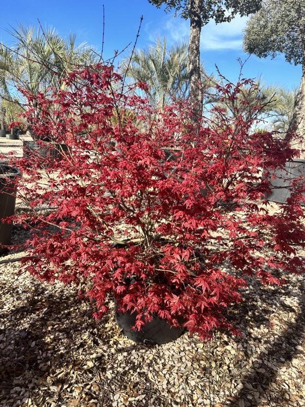 Acer Palmatum Deshojo — Cespuglio, altezza 100/125 cm, vaso 70 litri