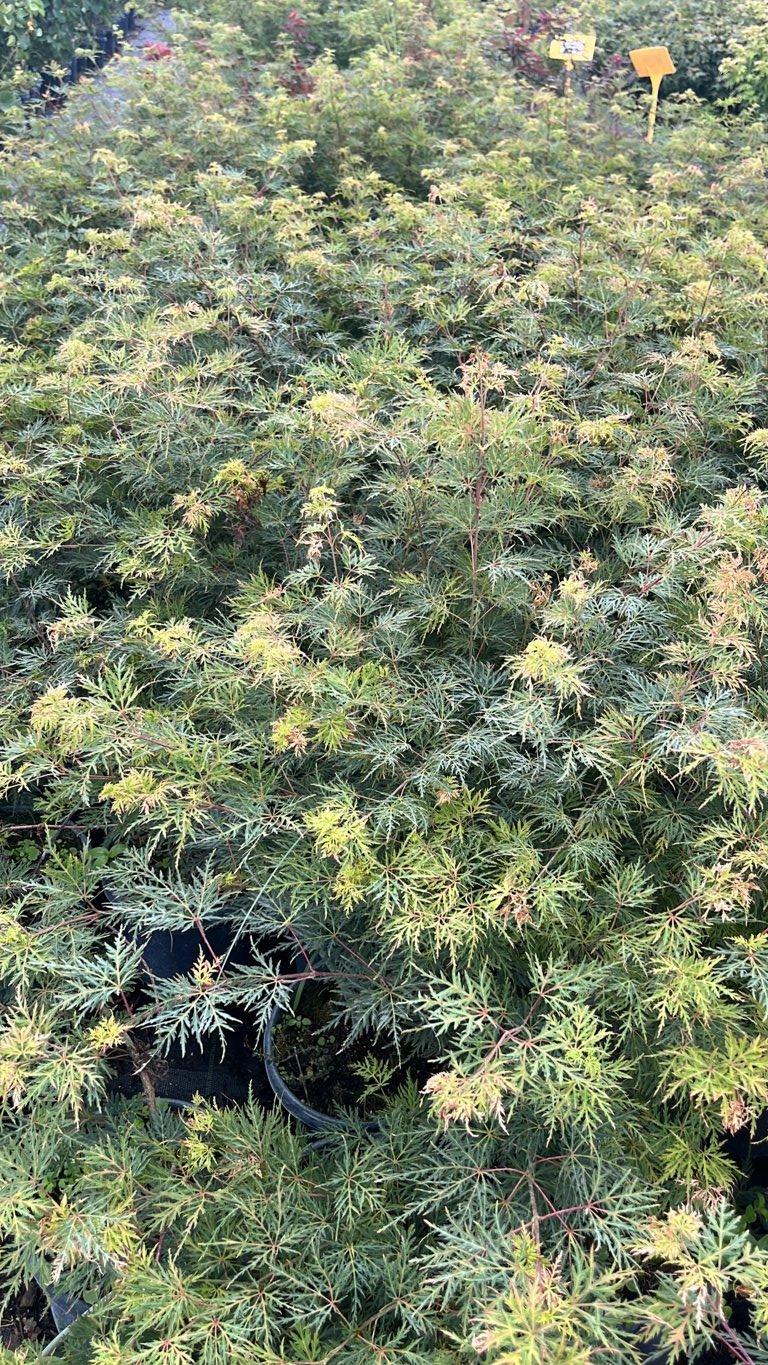 Acer Palmatum Emerald Lace — Cespuglio, vaso 3 litri