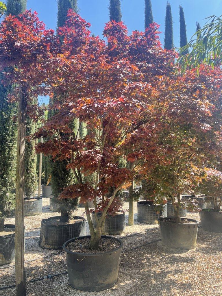 Acer Palmatum Fireglow — Cespuglio, altezza 300/350 cm, vaso 240 litri