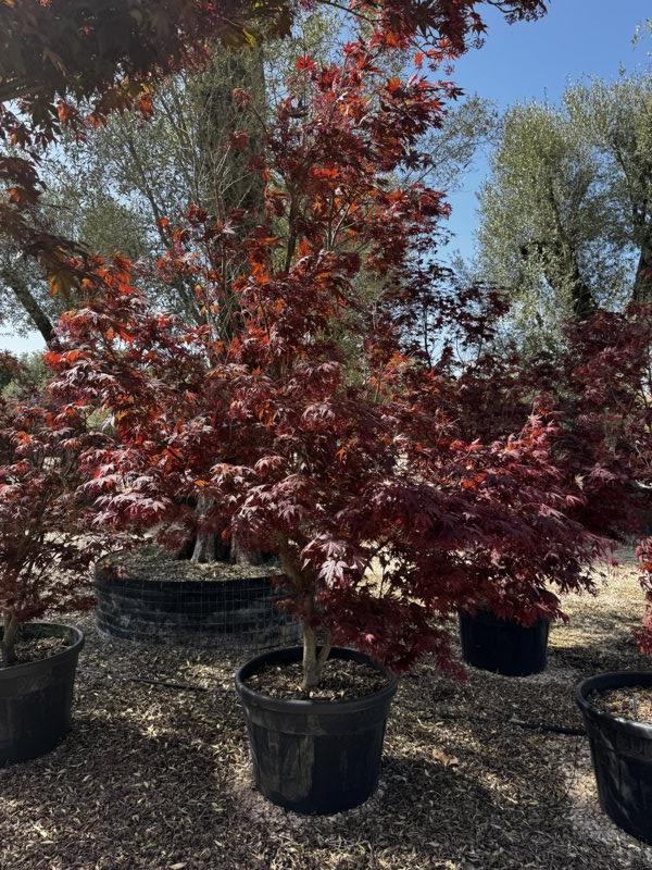 Acer Palmatum Fireglow — Cespuglio, altezza 150/200 cm, vaso 150 litri