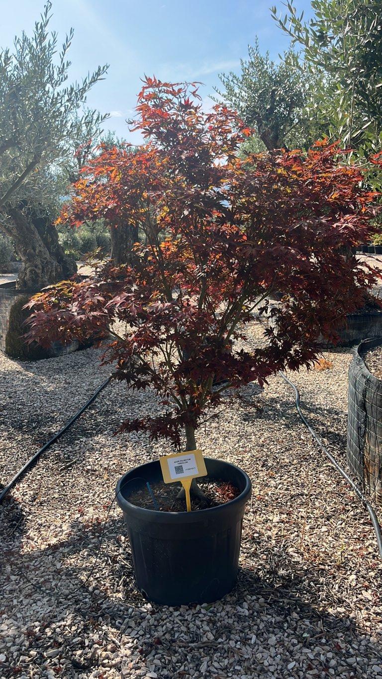 Acer Palmatum Fireglow — Cespuglio, vaso 70 litri