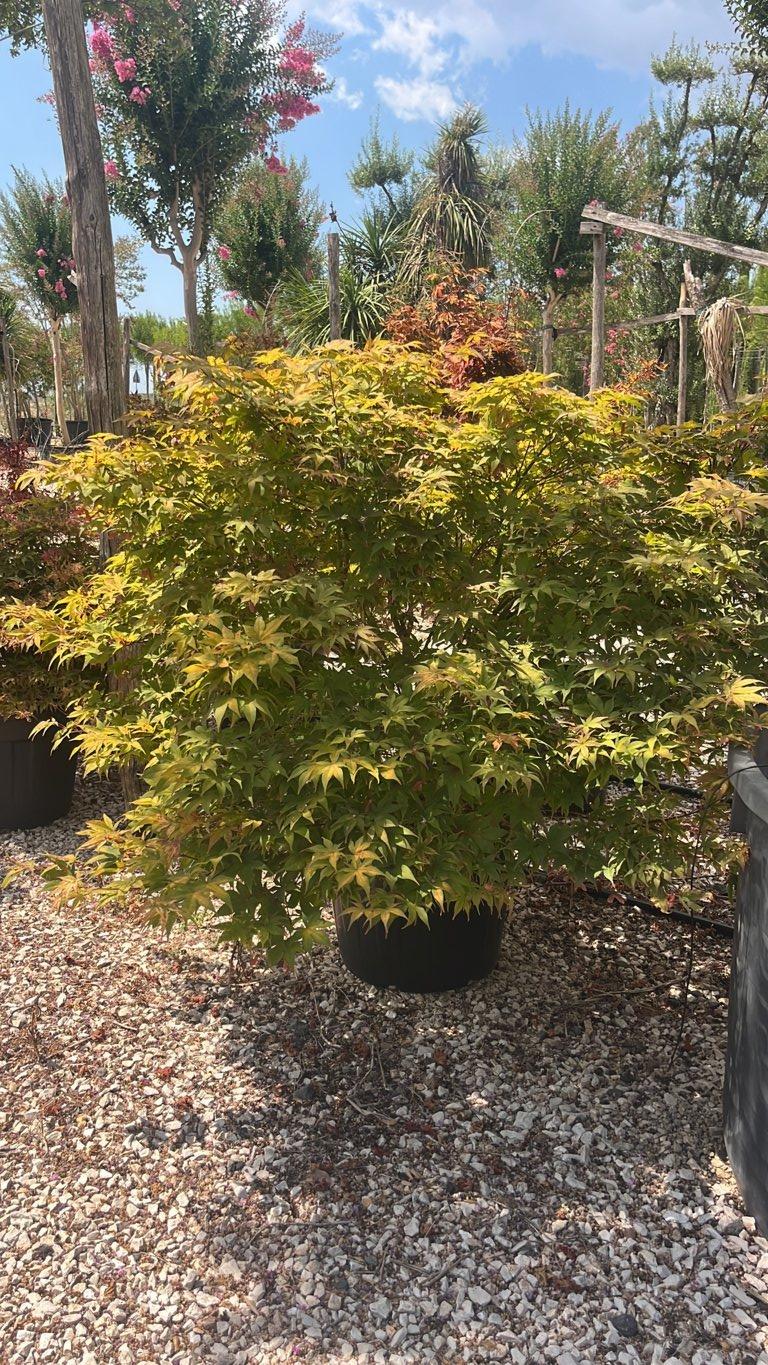 Acer Palmatum Fireglow — Cespuglio, vaso 70 litri