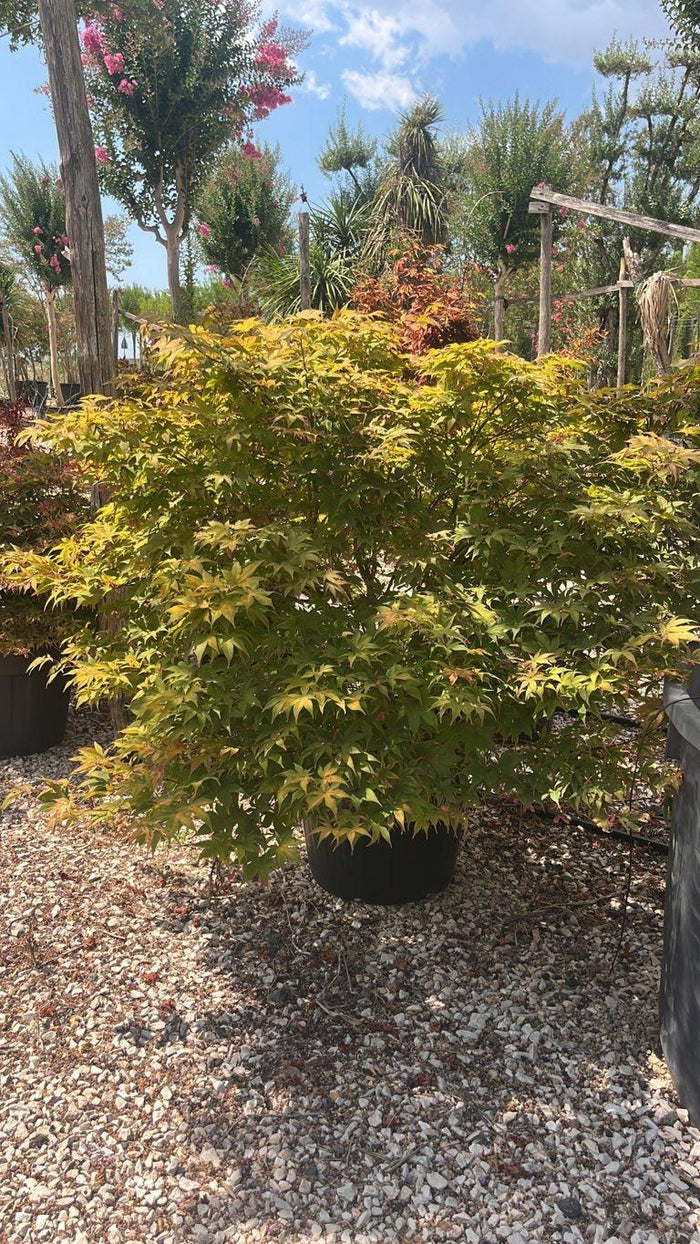 Acer Palmatum Fireglow — Cespuglio, vaso 70 litri