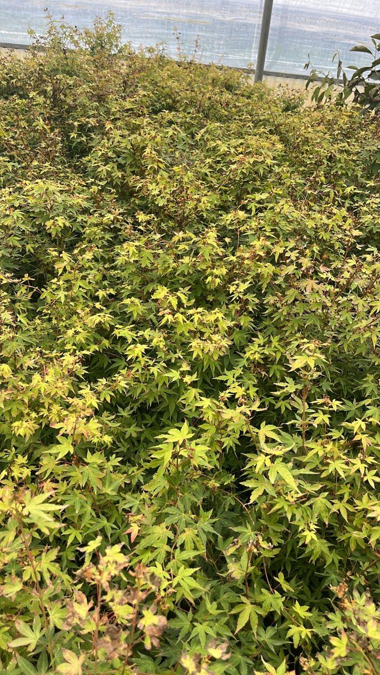 Acer Palmatum Katsura — Cespuglio, vaso 3 litri