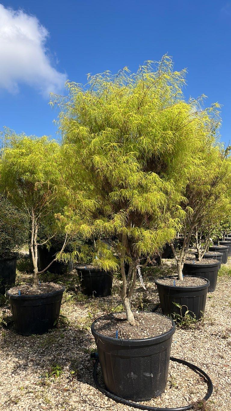 Acer Palmatum Koto-no-ito — Cespuglio, altezza 150/200 cm, vaso 130 litri