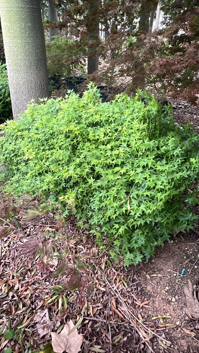 Acer Palmatum Little Princess (Acero giapponese)