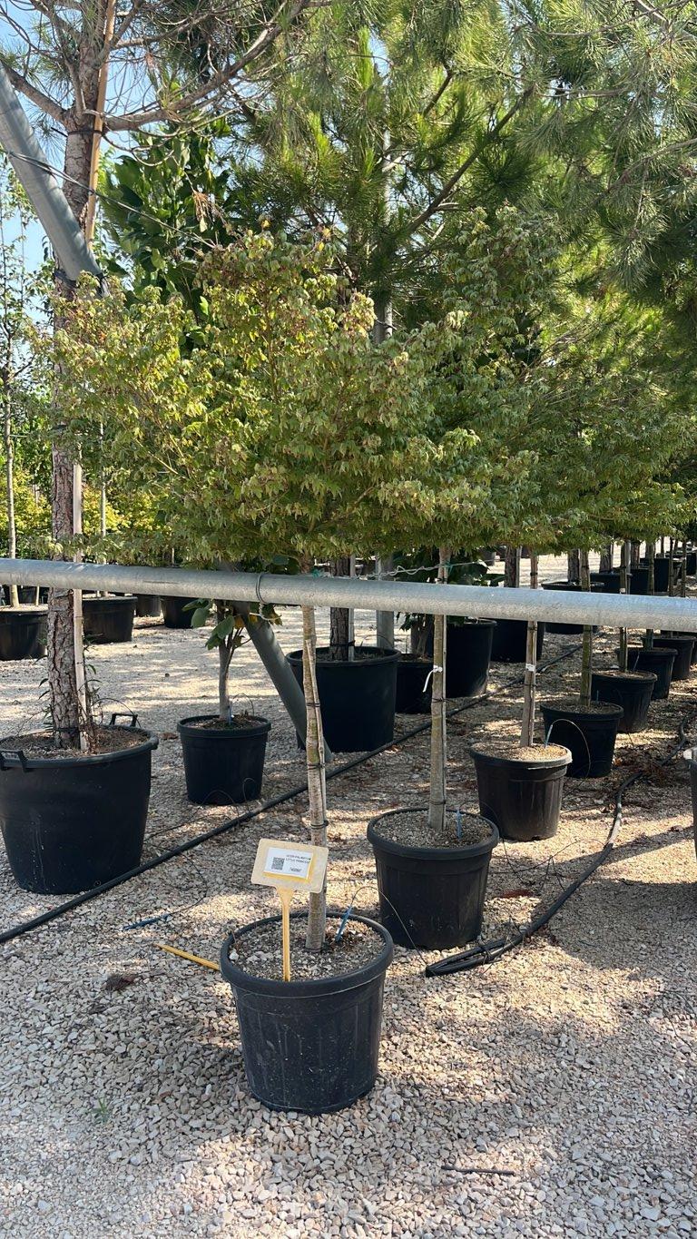 ACER PALMATUM LITTLE PRINCESS Acero giapponese
