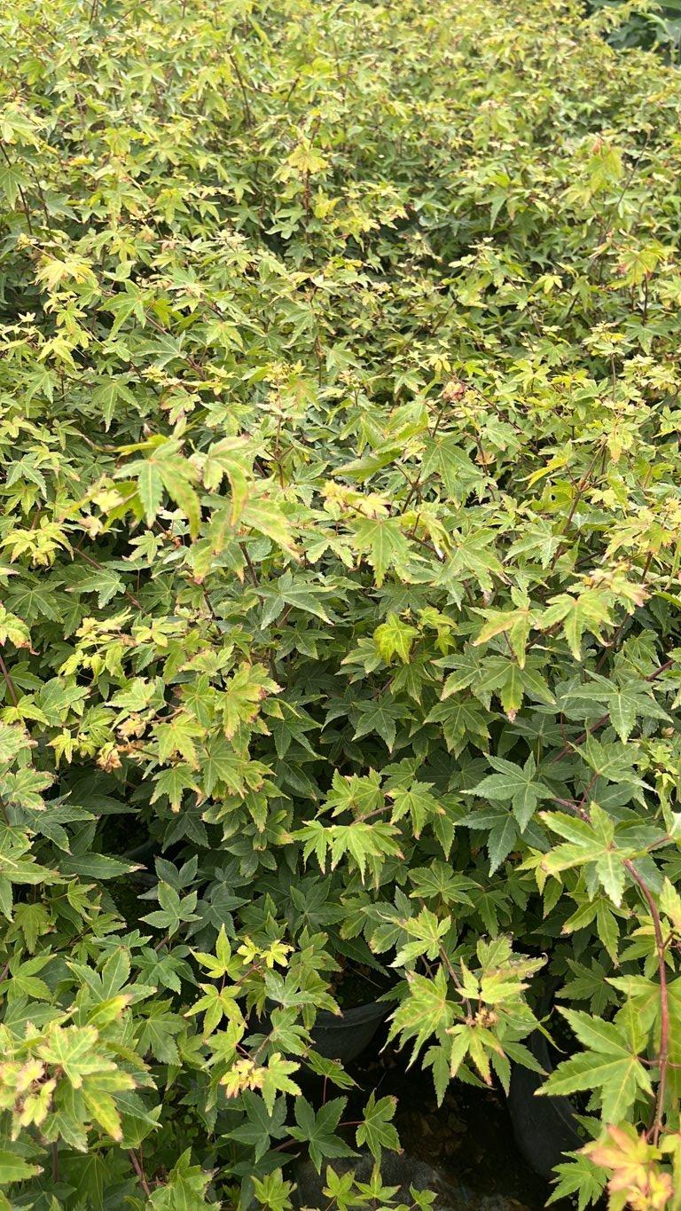 ACER PALMATUM LITTLE PRINCESS Acero giapponese