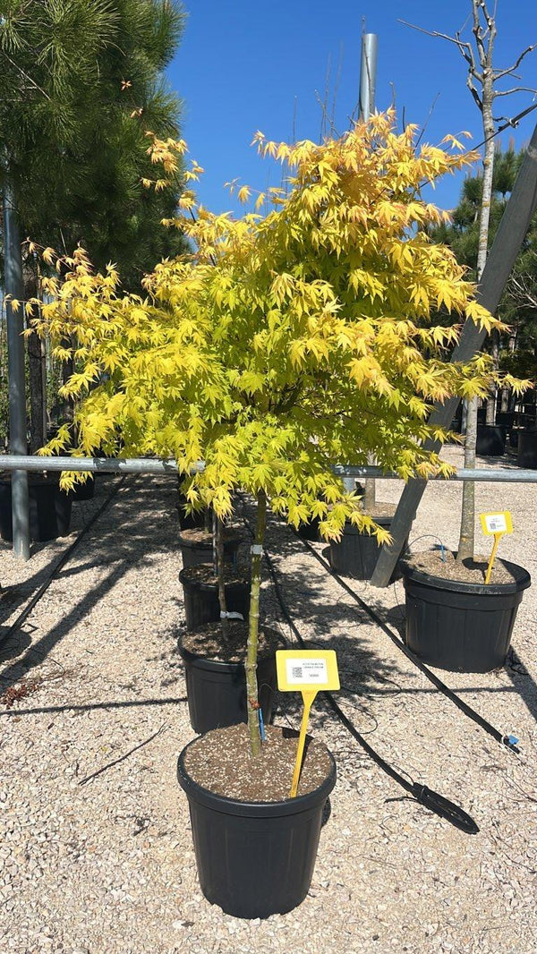 ACER PALMATUM ORANGE DREAM Acero giapponese