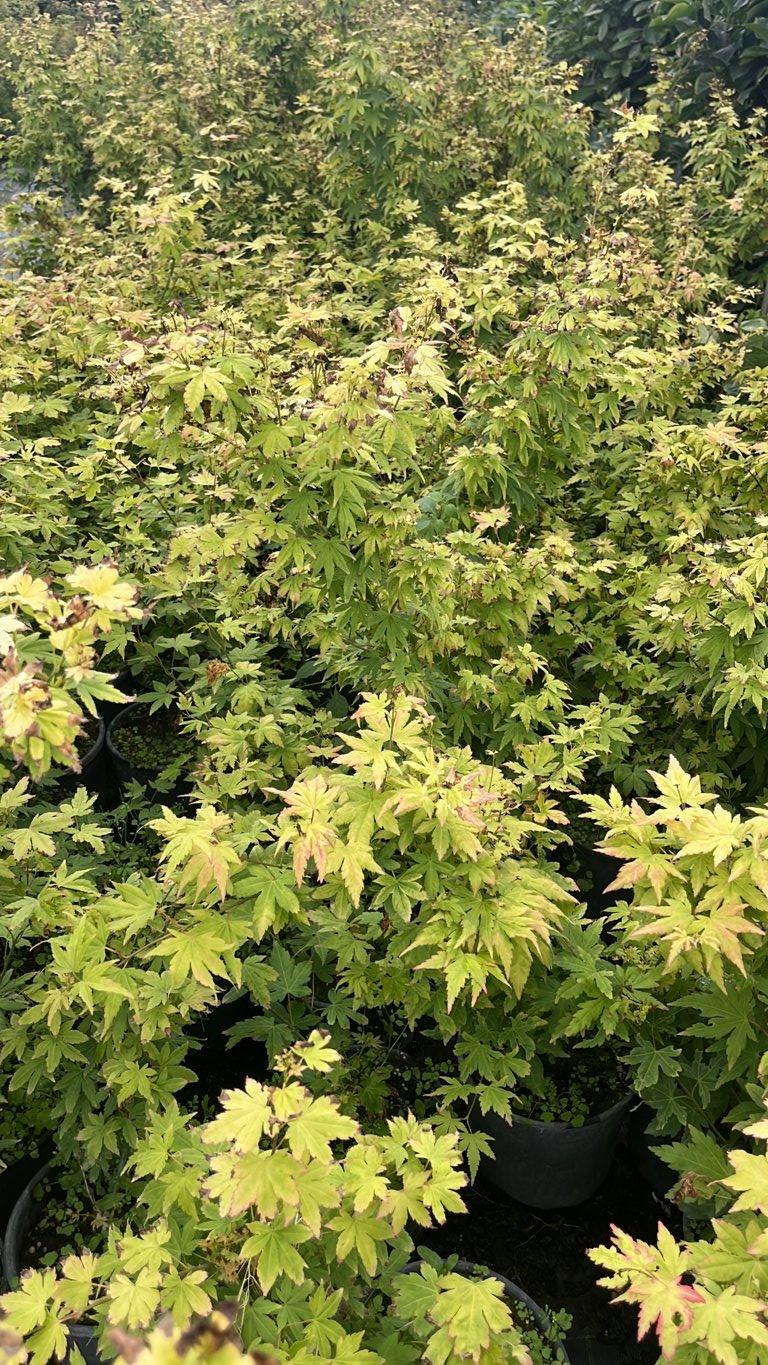 ACER PALMATUM ORANGE DREAM Acero giapponese
