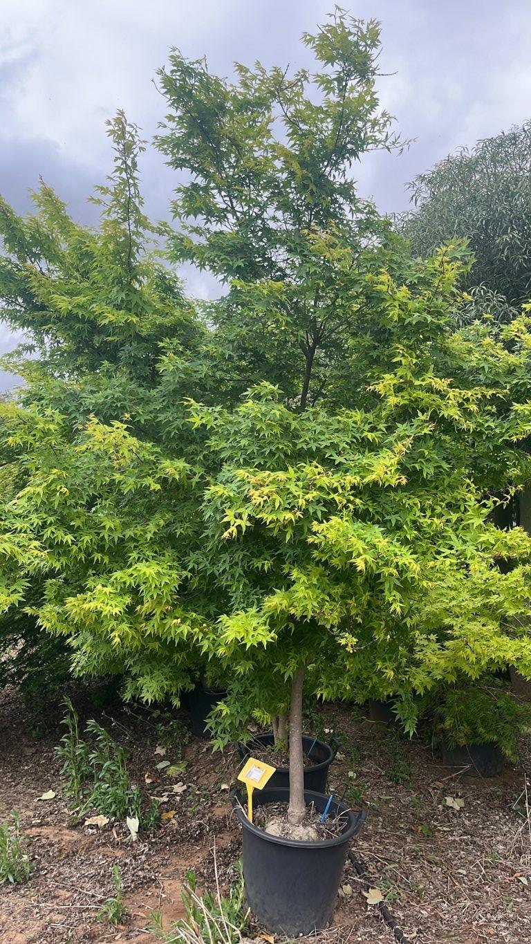 ACER PALMATUM OSAKAZUKI Acero giapponese