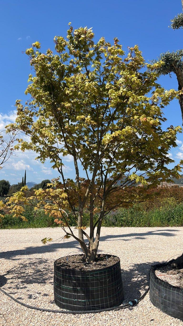 Acer Palmatum Osakazuki — Cespuglio, altezza 250/300 cm, in rete