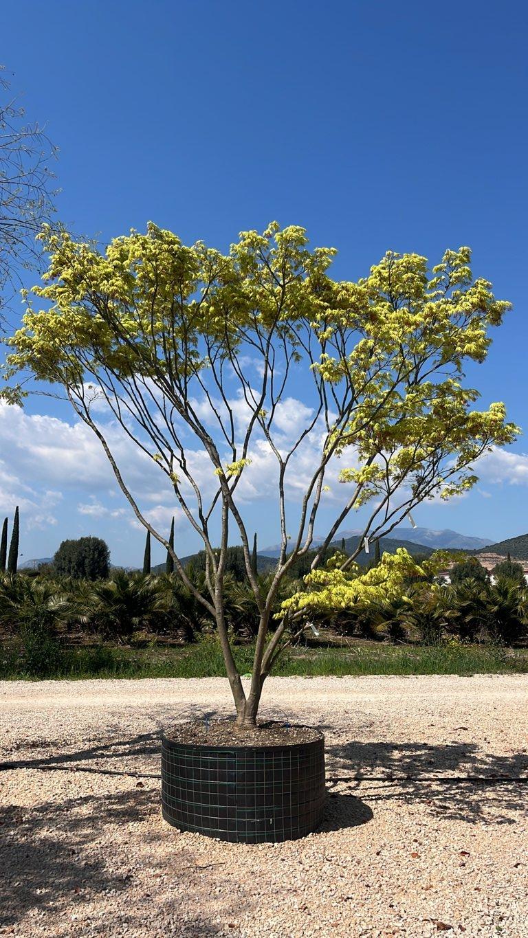 Acer Palmatum Rufescens (Acero giapponese) — Cespuglio, altezza 350/400 cm, in rete