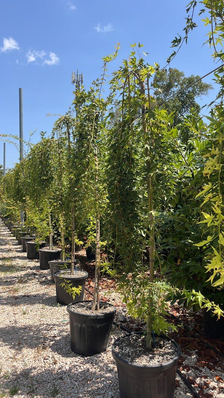 Acer Palmatum Ryusen — 1/2 fusto, circonferenza 8/10 cm, vaso 55 litri