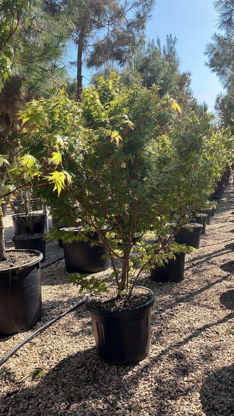 Acer Palmatum Sango Kaku — Cespuglio, altezza 125/150 cm, vaso 70 litri