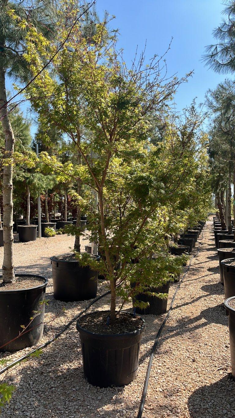 Acer Palmatum Sango Kaku — Cespuglio, altezza 225/250 cm, vaso 90 litri
