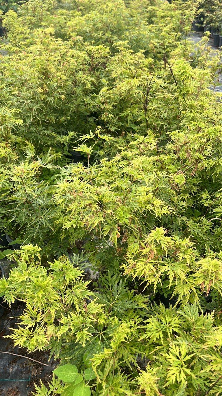 Acer Palmatum Seiryu — Cespuglio, vaso 3 litri