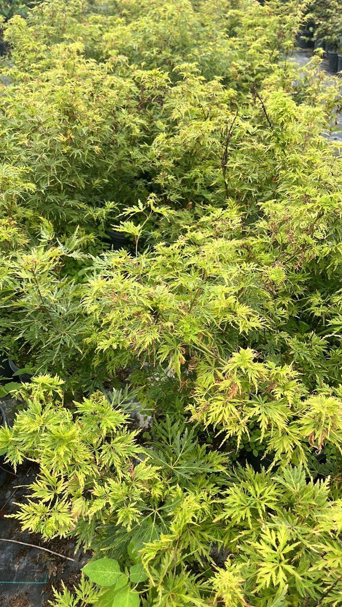 Acer Palmatum Seiryu — Cespuglio, vaso 3 litri