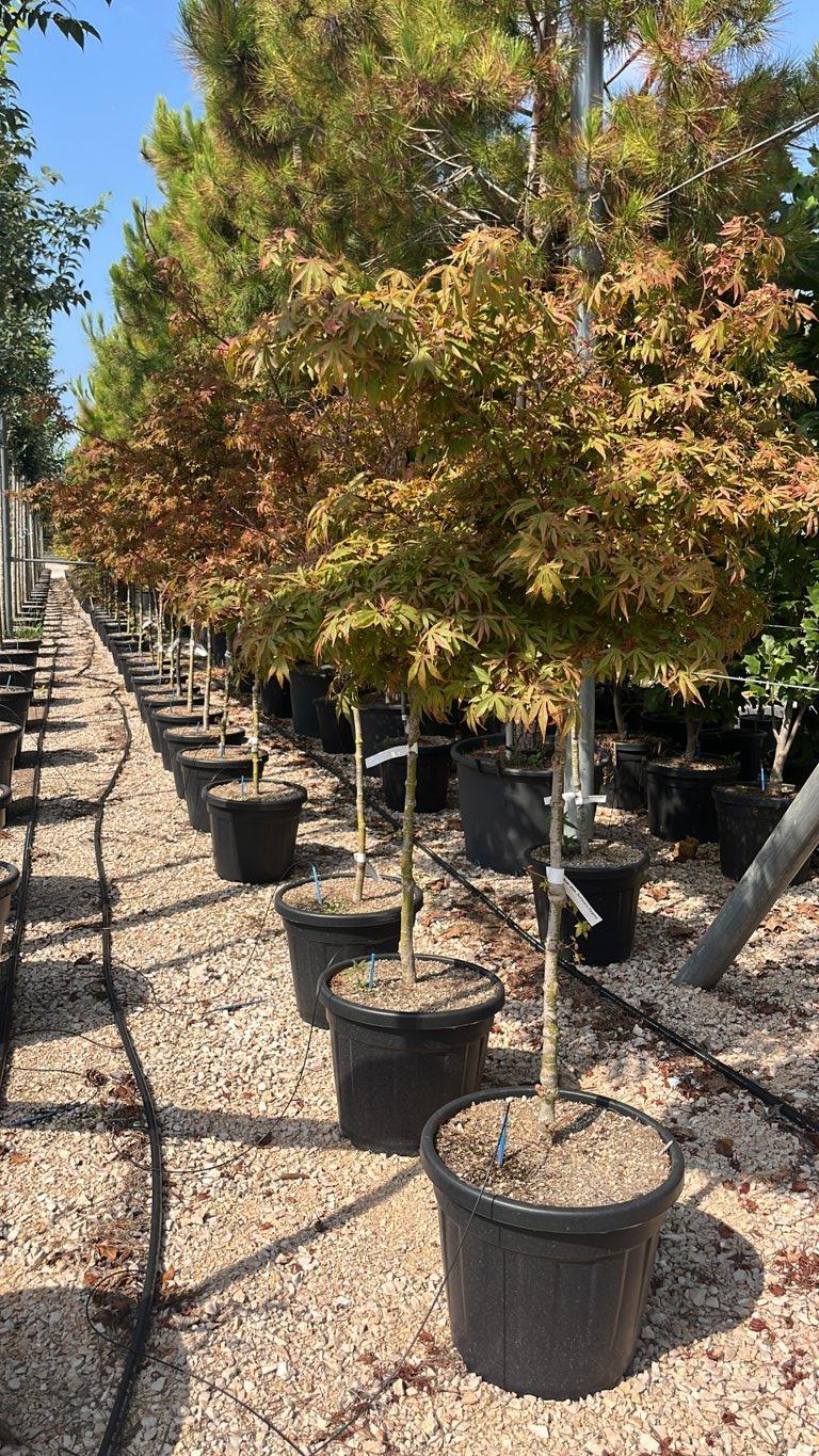 Acer Palmatum Sharp's Pygmy — 1/2 fusto, circonferenza 6/8 cm, vaso 35 litri