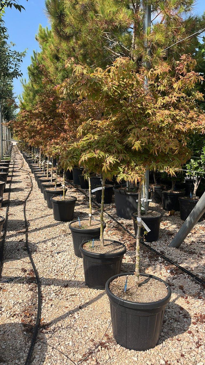 Acer Palmatum Sharp's Pygmy — 1/2 fusto, circonferenza 6/8 cm, vaso 35 litri