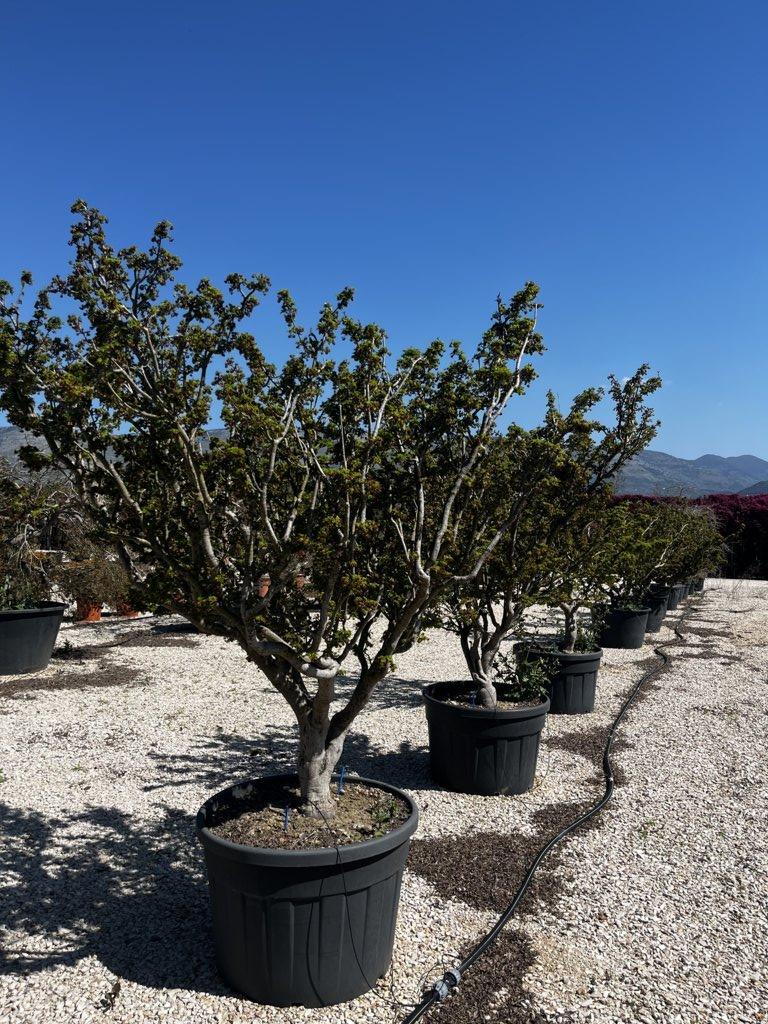 Acer Palmatum Shishigashira — Cespuglio, altezza 250/300 cm, vaso 150 litri